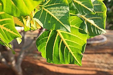 免费FPS《最终决战》Steam褒贬不一 在线峰值20万